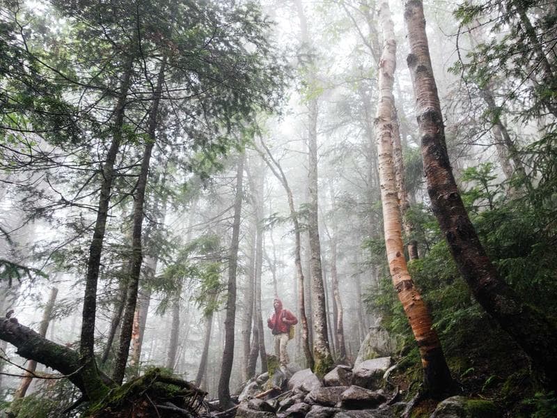 Collection 476 — street 29036