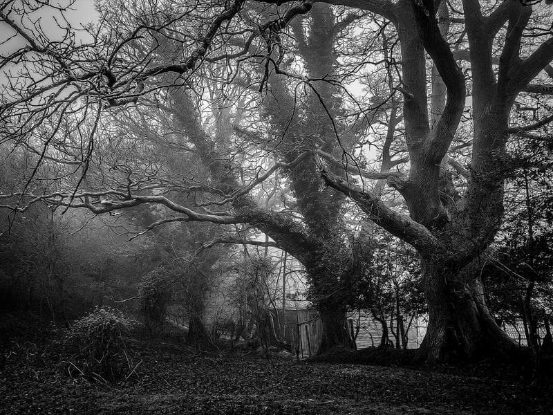 Collection 701 — wedding 29261