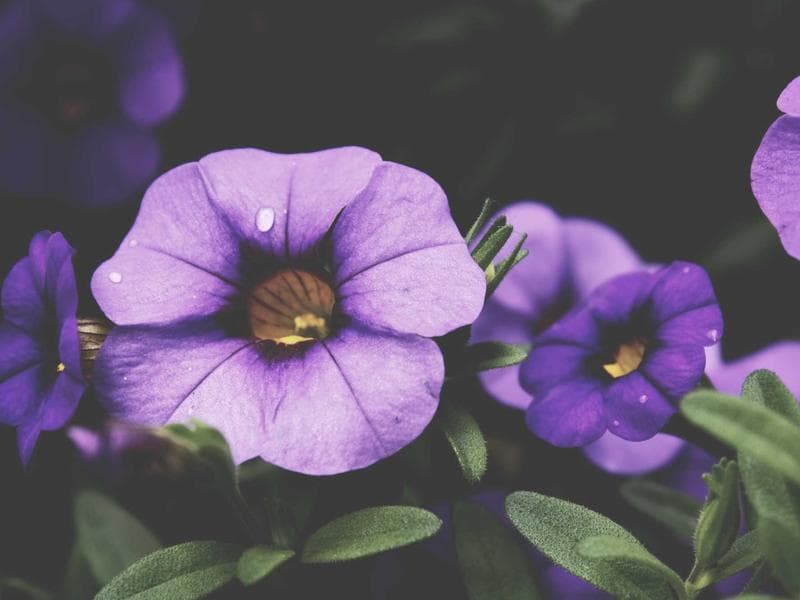 Collection 717 — wedding 29277