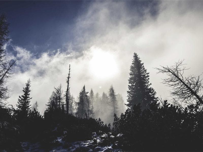 Collection 735 — nature 29295