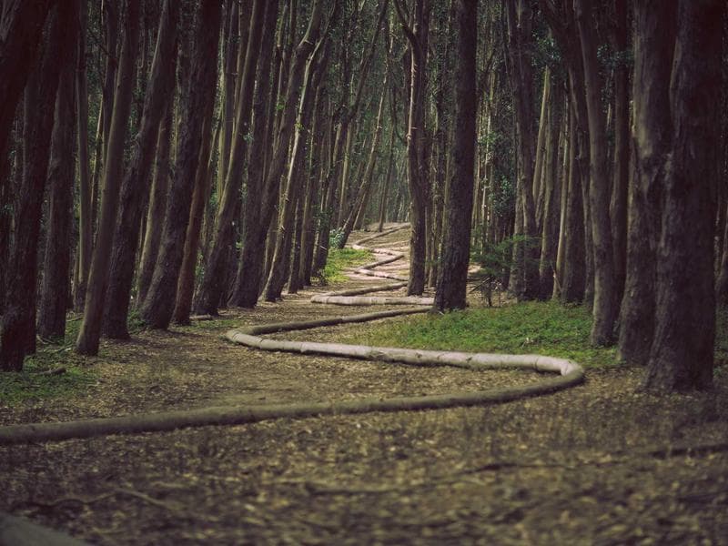 Collection 737 — landscape 29297