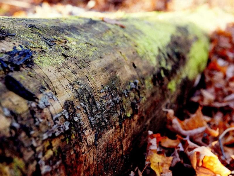 Collection 757 — wedding 29317