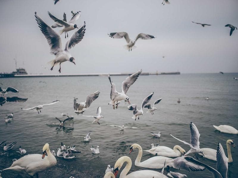 Collection 761 — landscape 29321