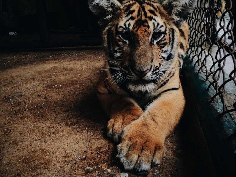 Collection 778 — portrait 29338