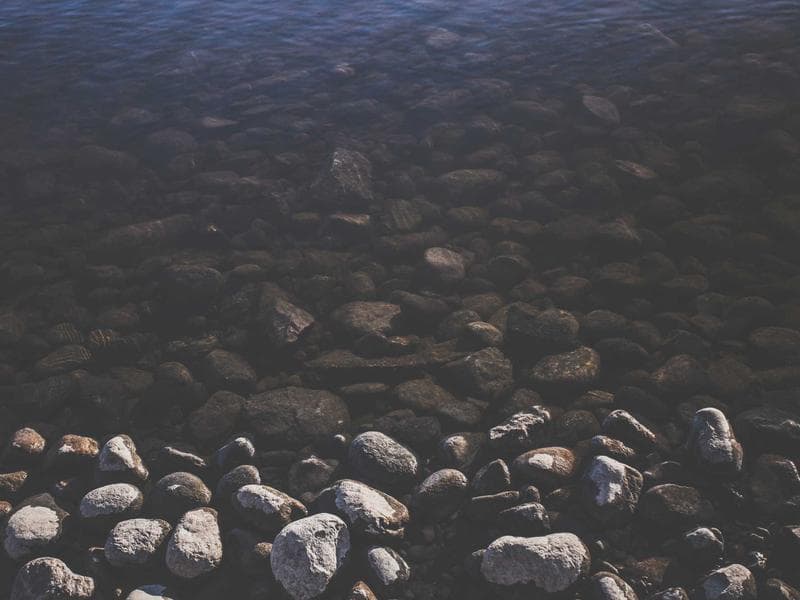 Collection 783 — nature 29343