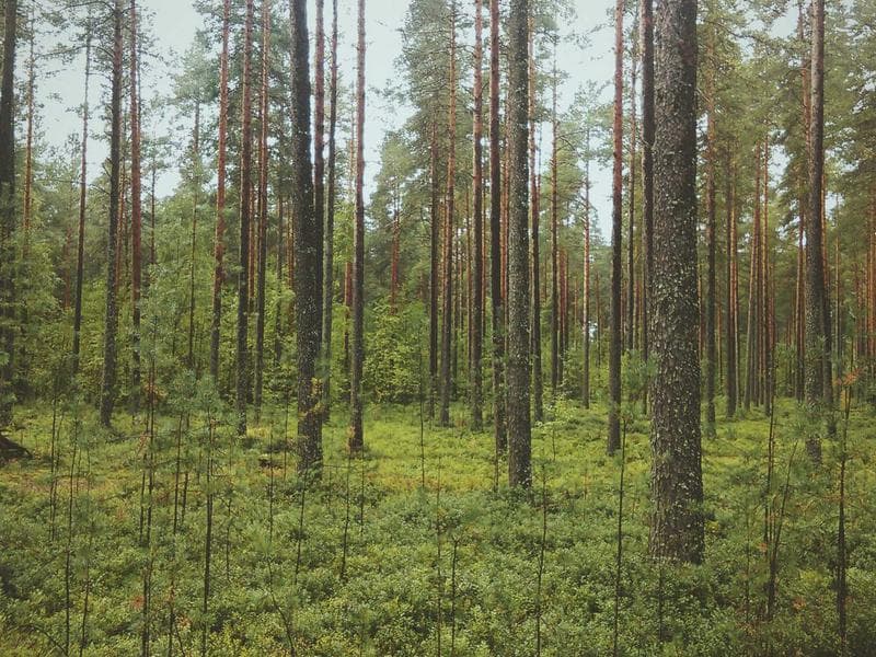 Collection 790 — product 29350