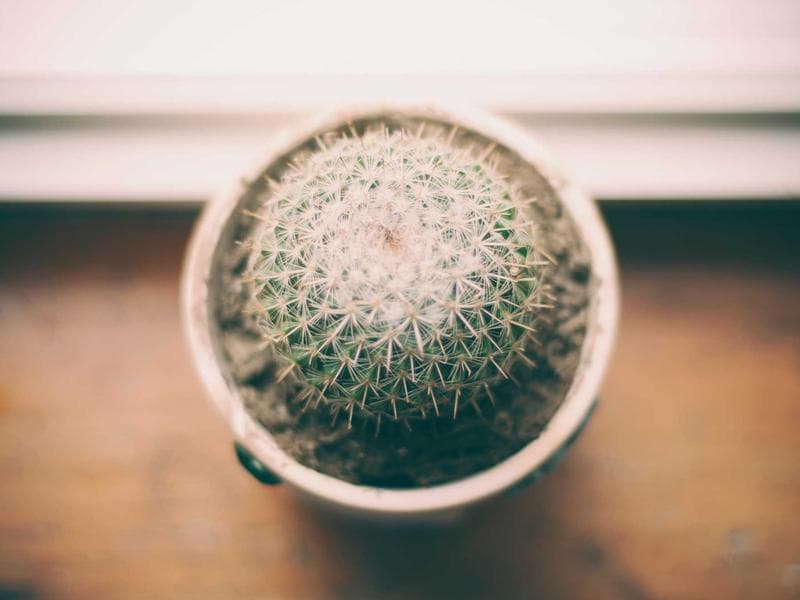 Collection 798 — product 29358