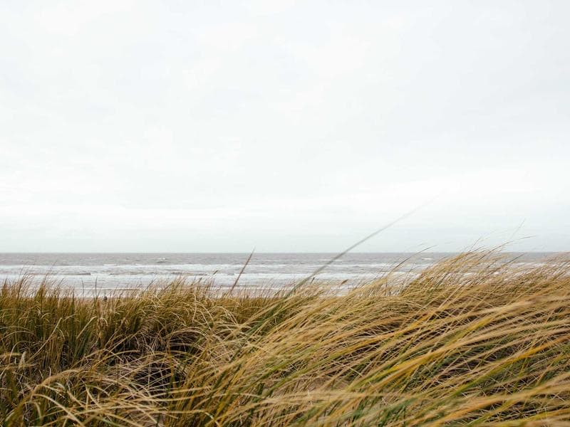 Collection 833 — landscape 29393