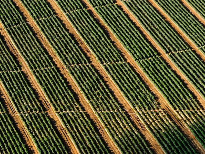 Collection 837 — wedding 29397