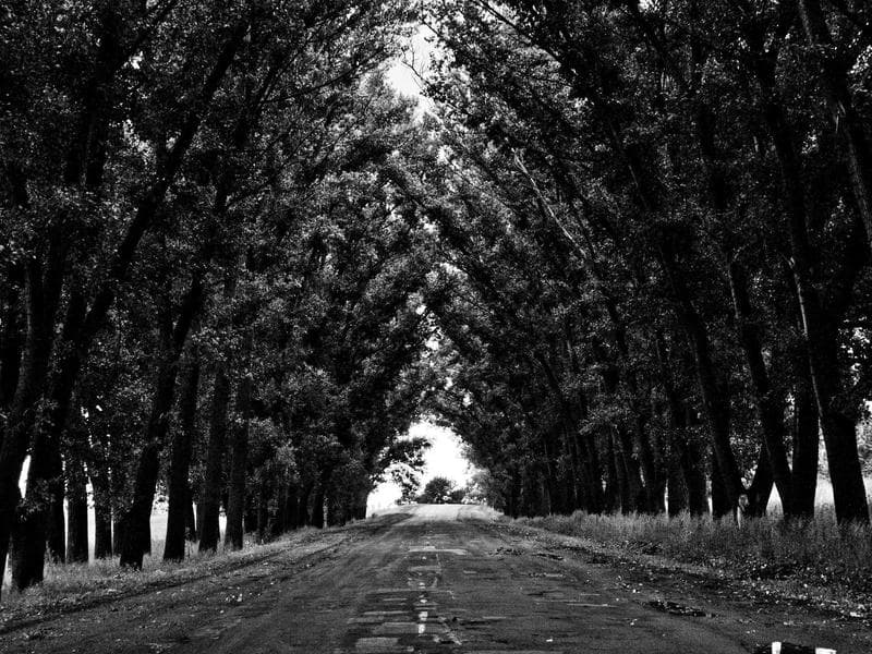 Collection 39 — nature 29439