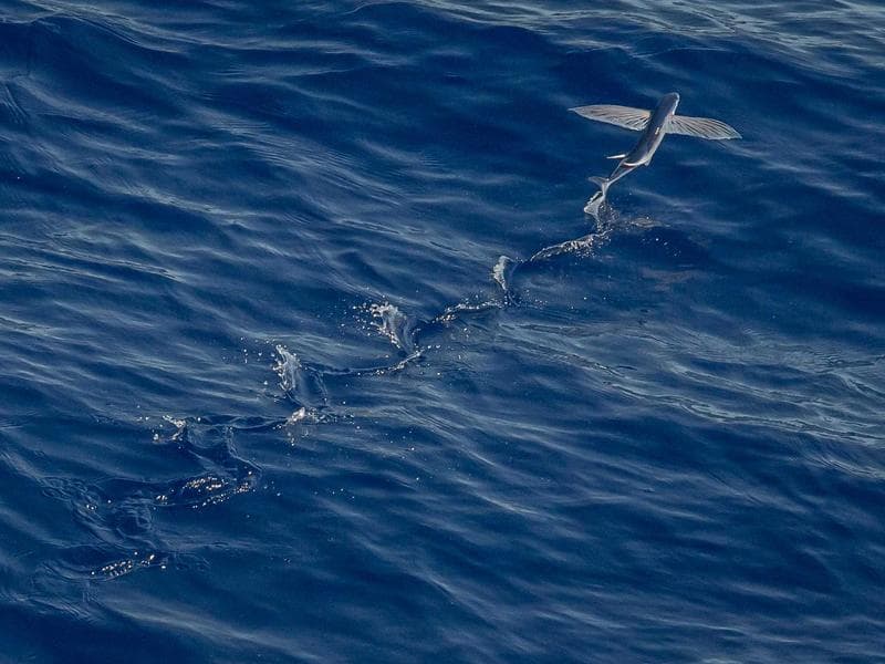 Collection 53 — wedding 29453