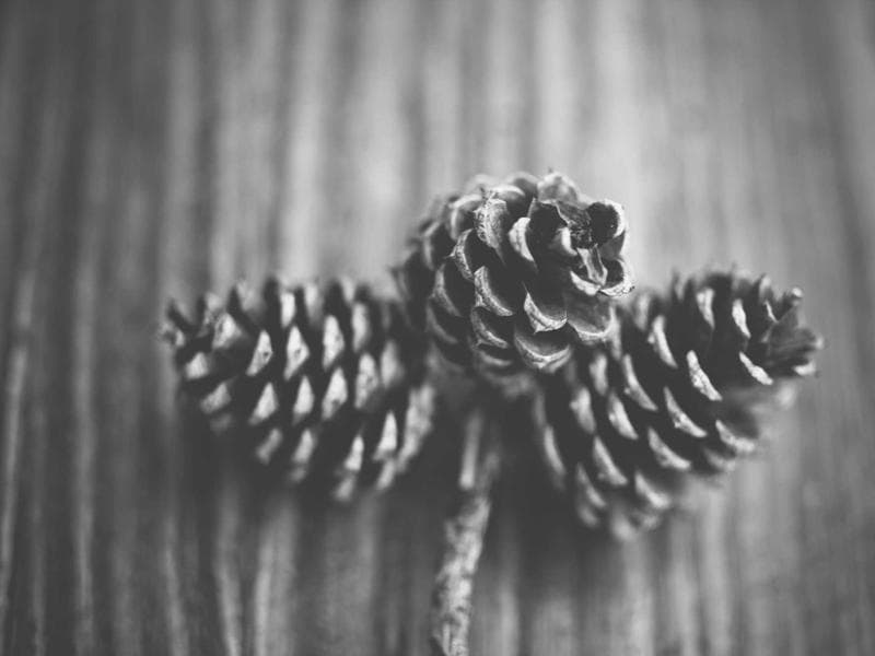 Collection 79 — nature 29479