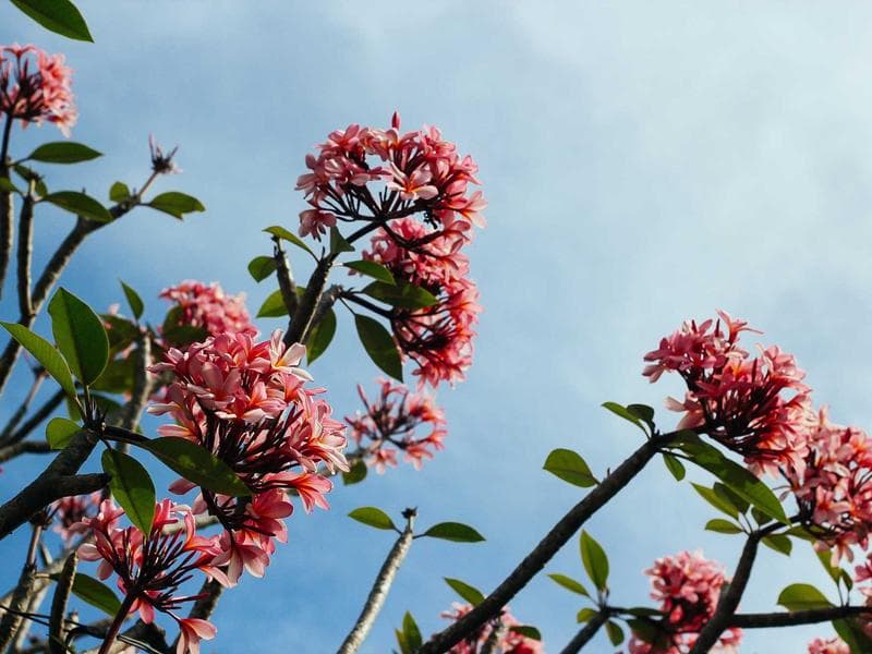 Collection 111 — nature 29511