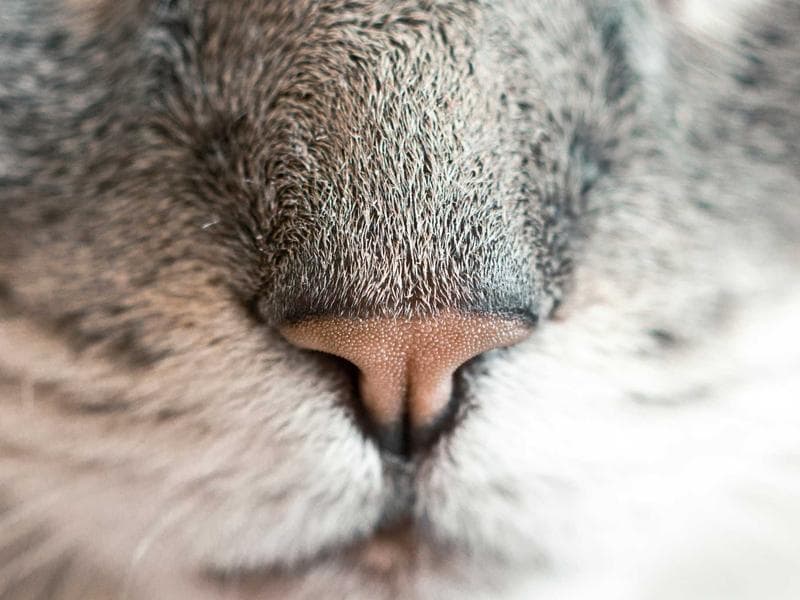 Collection 119 — nature 29519