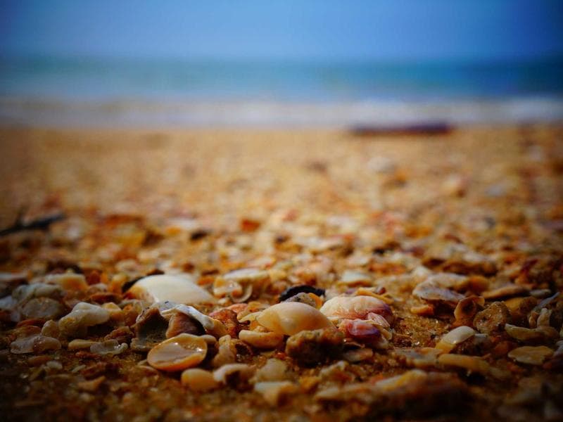 Collection 122 — portrait 29522