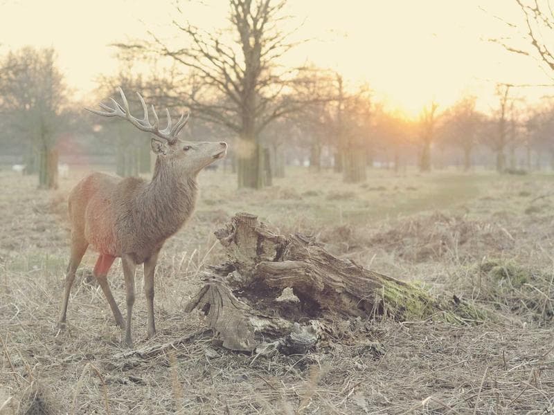 Collection 125 — wedding 29525