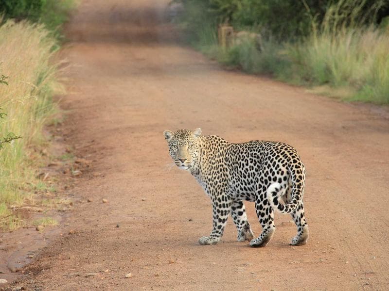 Collection 126 — product 29526