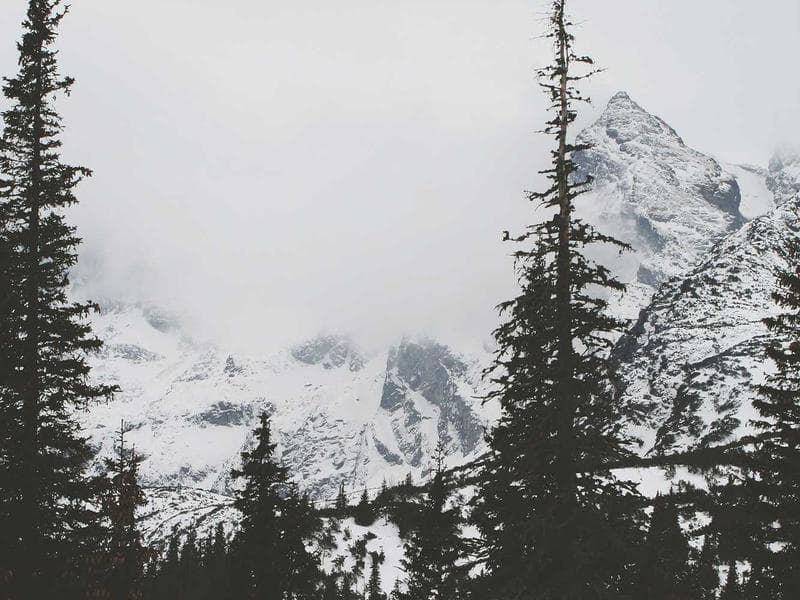 Collection 135 — nature 29535