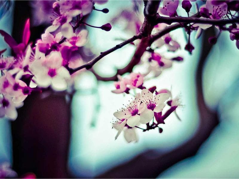 Collection 143 — nature 29543