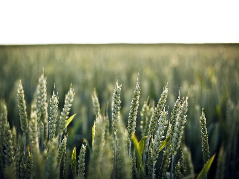 Collection 146 — portrait 29546