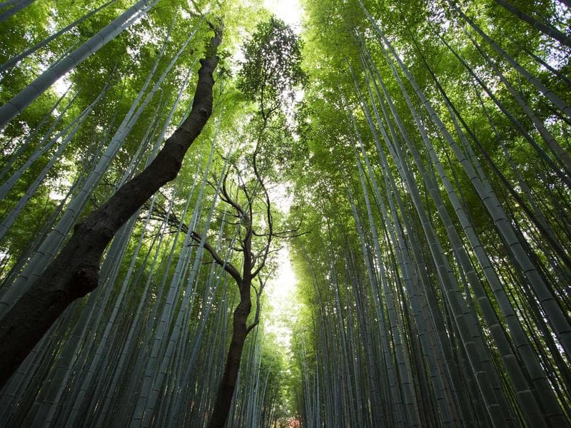 Collection 173 — wedding 29573