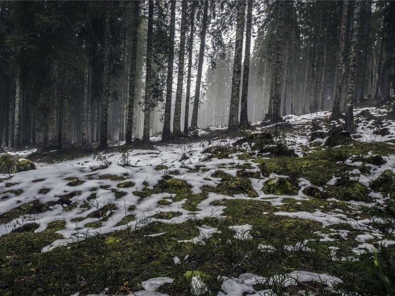 Collection 178 — portrait 29578