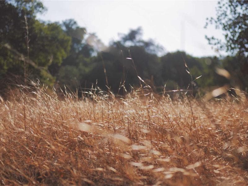 Collection 198 — product 29598