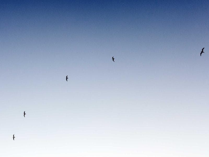 Collection 249 — landscape 29649