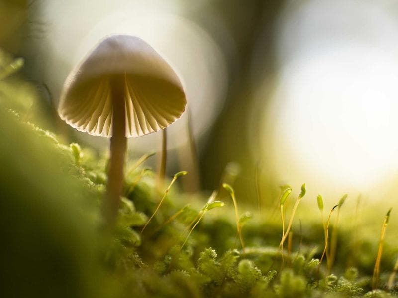 Collection 255 — nature 29655