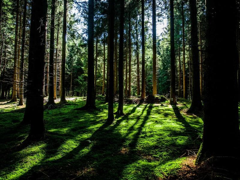 Collection 262 — product 29662