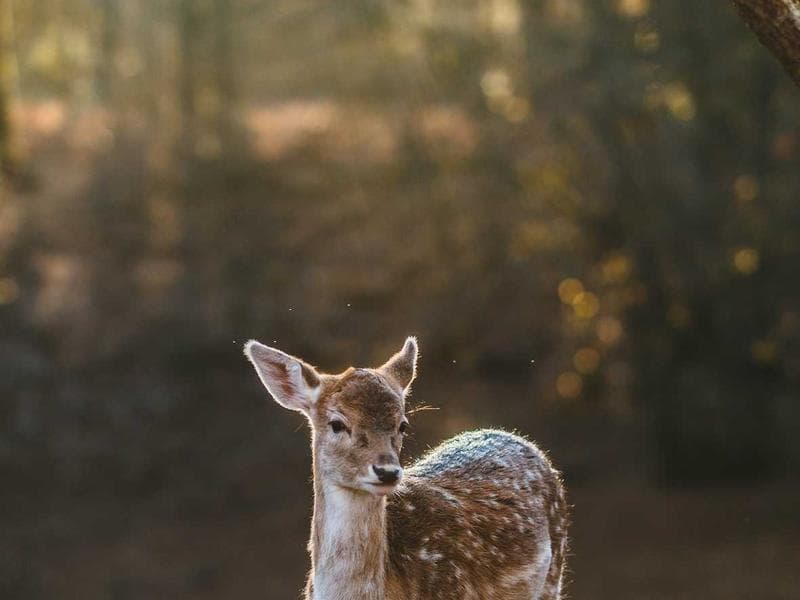 Collection 264 — architecture 29664