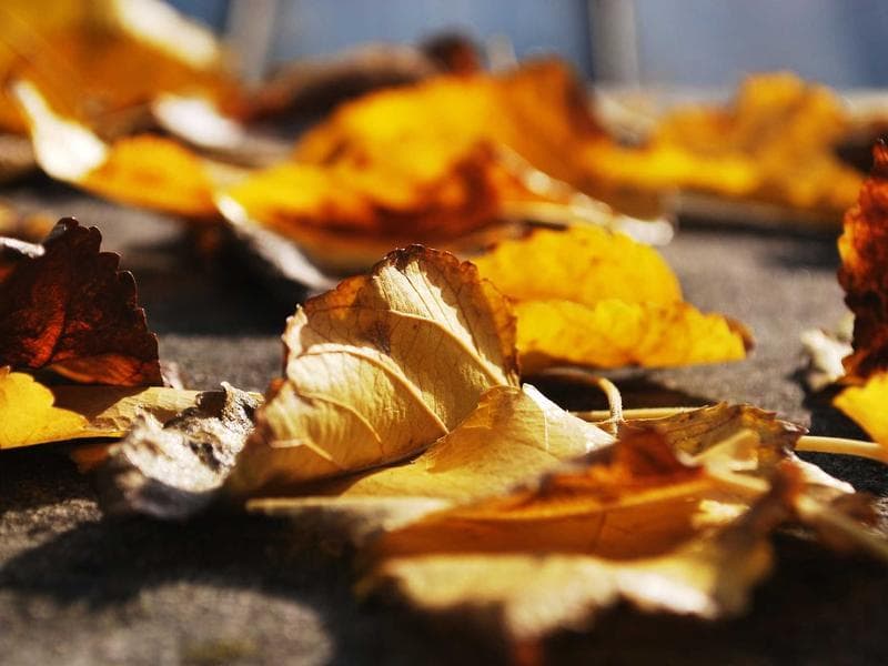 Collection 272 — architecture 29672