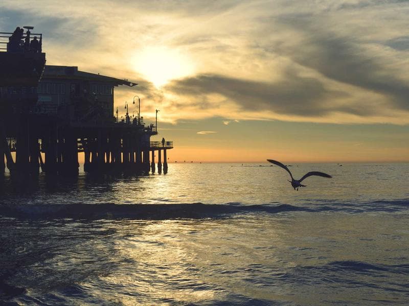 Collection 342 — product 29742