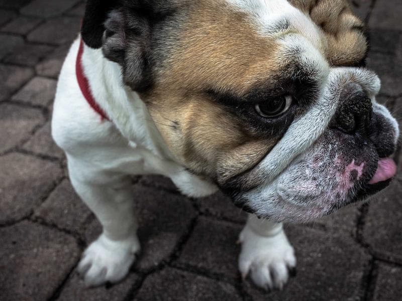 Collection 361 — landscape 29761