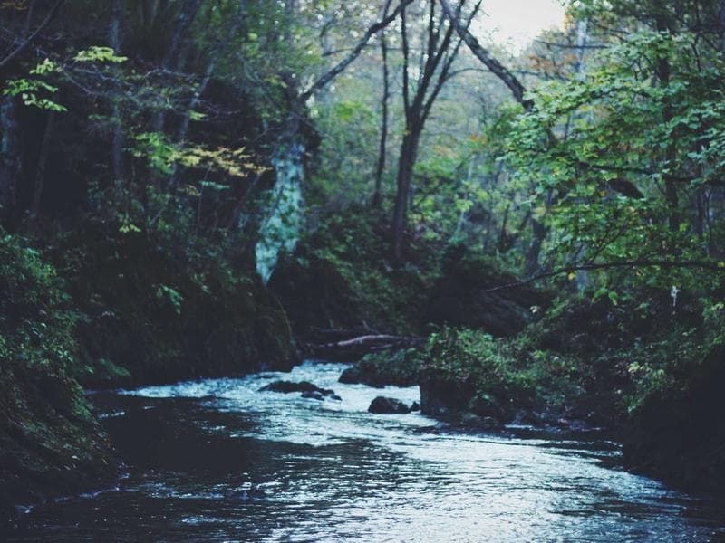 Collection 421 — wedding 29821