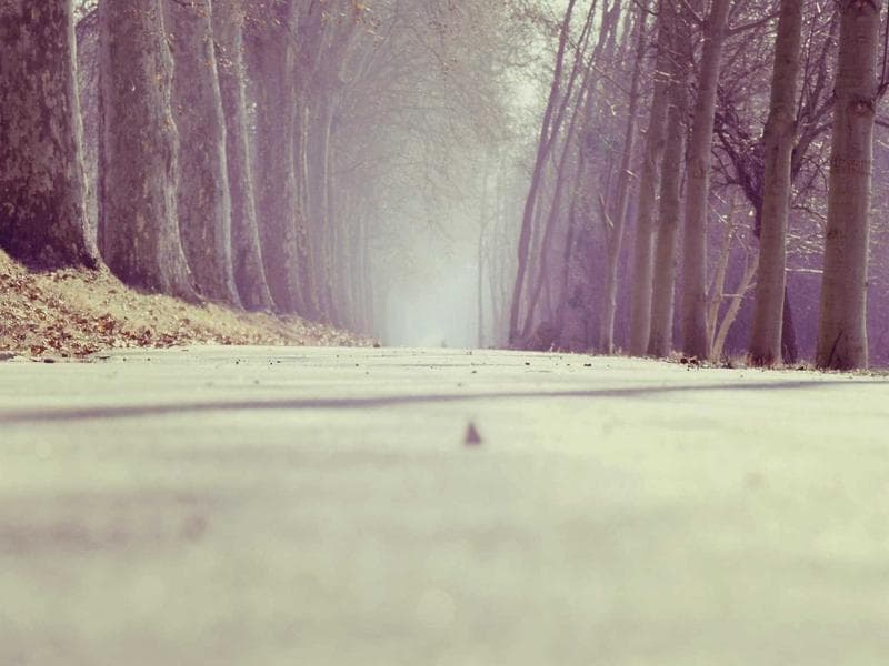 Collection 463 — nature 29863