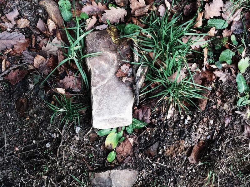 Collection 487 — nature 29887