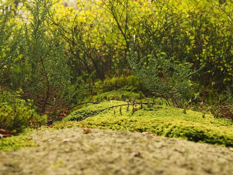 Collection 503 — nature 29903