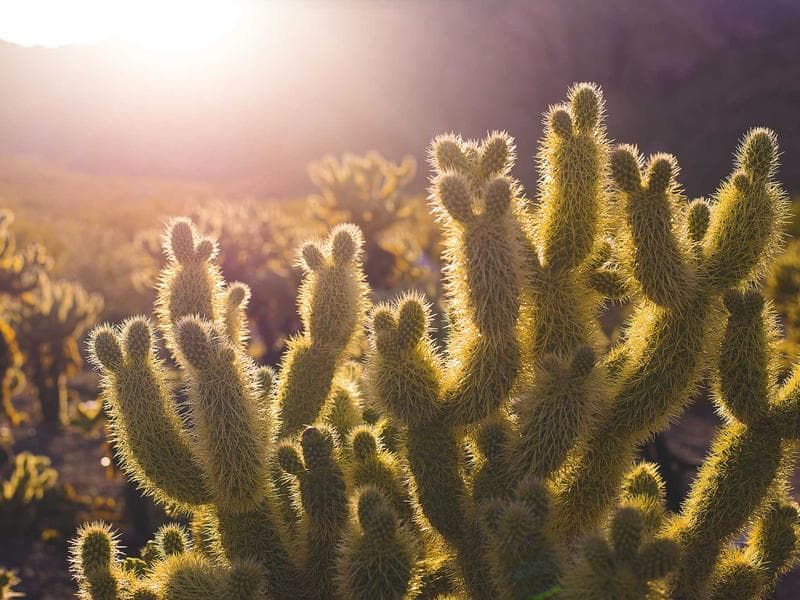 Collection 515 — editorial 29915