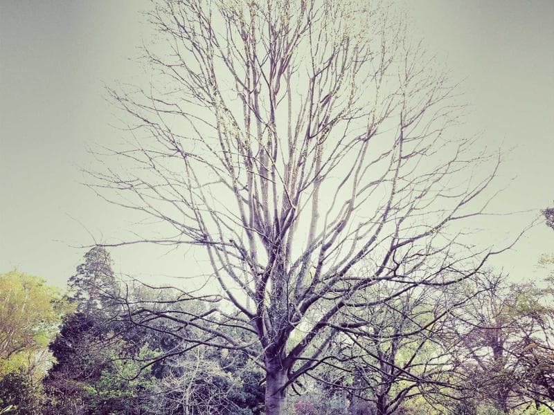 Collection 550 — product 29950