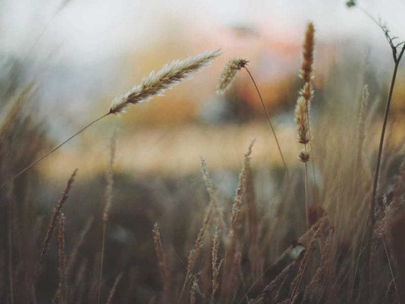 Collection 554 — portrait 29954