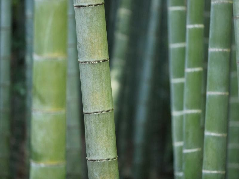 Collection 564 — street 29964