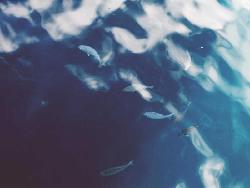 Collection 586 — portrait 29986