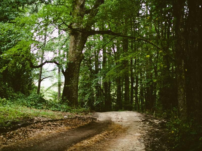 Collection 595 — editorial 29995